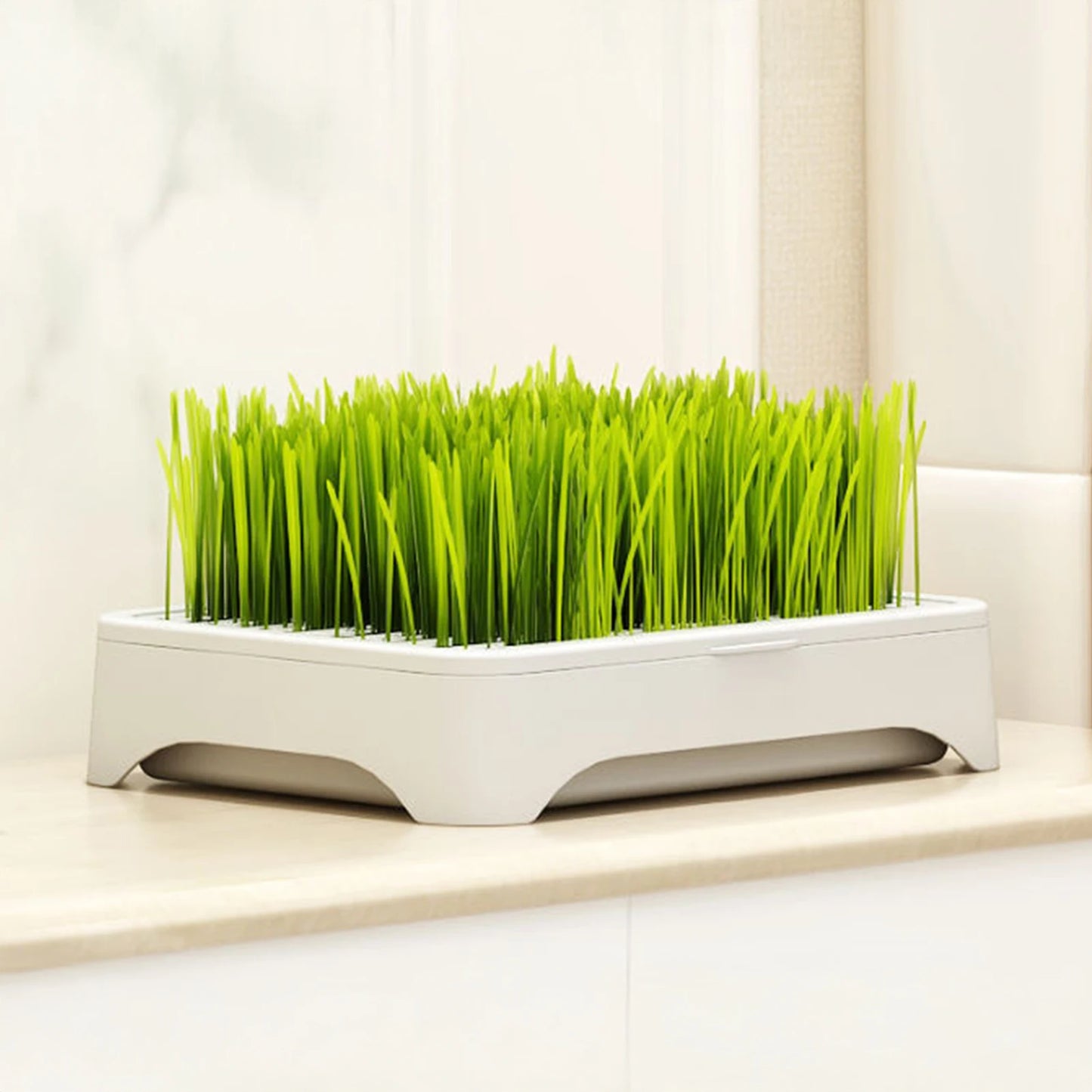 Hydroponic Cat Grass Planting Kit