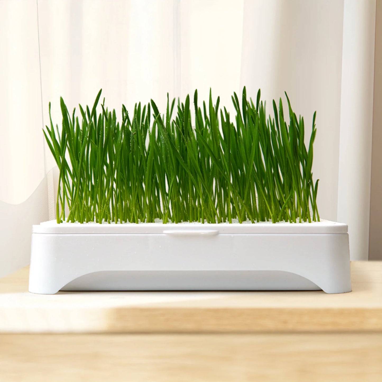 Hydroponic Cat Grass Planting Kit