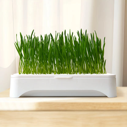 Hydroponic Cat Grass Planting Kit