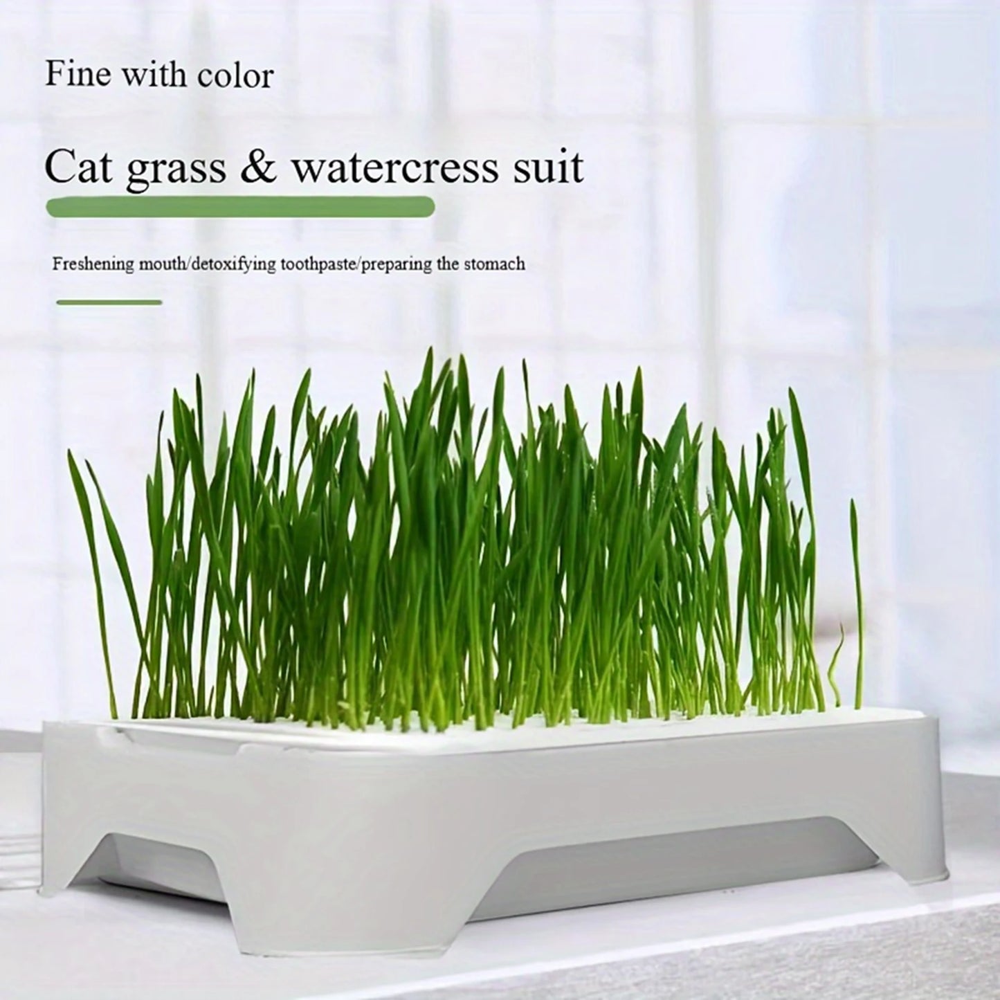Hydroponic Cat Grass Planting Kit